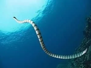 الثعابين البحرية (نادرة في البحر الأحمر)